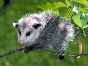 5956-baby-virginia-opossum.jpg